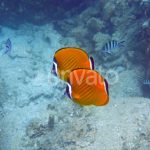 دانلود فوتیج ویدیویی دریا و ماهی نارنجی