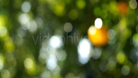 دانلود فوتیج ویدیویی بوکه درخت باغ