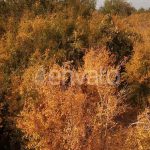 باغ انار اردکان یزد