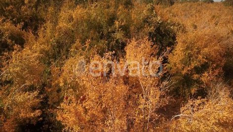 باغ انار اردکان یزد