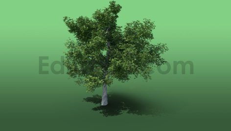 دانلود مدل آماده سه بعدی : درخت