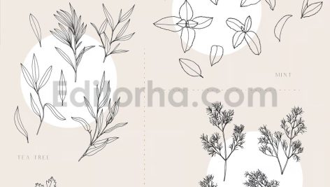دانلود پترن و طراحی با تم گیاهی Herbs Patterns & Illustrations