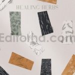 دانلود پترن و طراحی با تم گیاهی Herbs Patterns & Illustrations
