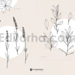 دانلود پترن و طراحی با تم گیاهی Herbs Patterns & Illustrations