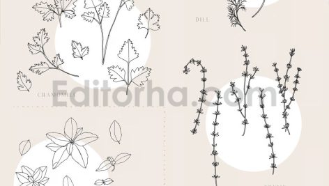 دانلود پترن و طراحی با تم گیاهی Herbs Patterns & Illustrations