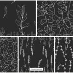 دانلود پترن و طراحی با تم گیاهی Herbs Patterns & Illustrations