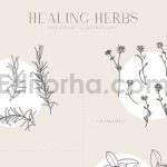 دانلود پترن و طراحی با تم گیاهی Herbs Patterns & Illustrations