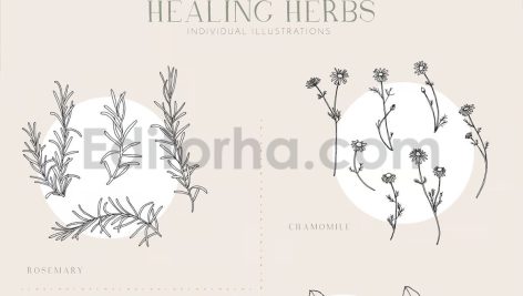دانلود پترن و طراحی با تم گیاهی Herbs Patterns & Illustrations
