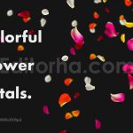 دانلود مجموعه۱۰ تایی اورلی گلبرگ گل رز Colorful Flower Petals Overlays