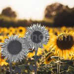 دانلود اکشن طرح انتخابی فتوشاپ