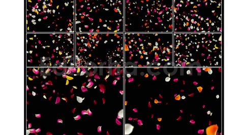 دانلود مجموعه۱۰ تایی اورلی گلبرگ گل رز Colorful Flower Petals Overlays