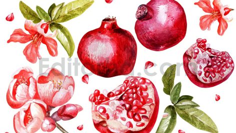 دانلود وکتور انار آبرنگی، شب یلدا