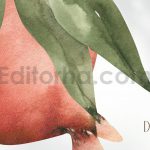 دانلود کلیپ آرت آبرنگی انار