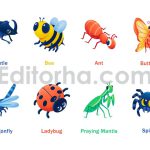 دانلود فایل وکتور حشرات بامزه Cute Insects