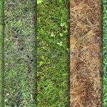 دانلود 10 تکسچر باکیفیت بافت انواع چمن Grass Textures