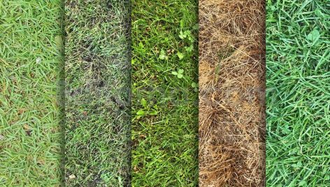 دانلود 10 تکسچر باکیفیت بافت انواع چمن Grass Textures