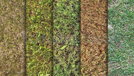 دانلود 10 تکسچر باکیفیت بافت انواع چمن Grass Textures