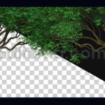دانلود پکیج فوتیج آلفا بک گراند متحرک درخت Tree Motion Background Alpha
