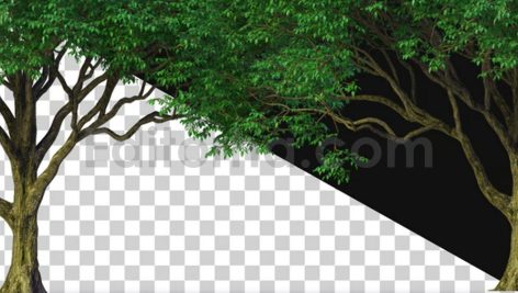 دانلود پکیج فوتیج آلفا بک گراند متحرک درخت Tree Motion Background Alpha