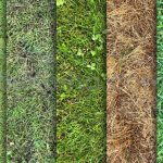 دانلود 10 تکسچر باکیفیت بافت انواع چمن Grass Textures