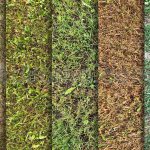 دانلود 10 تکسچر باکیفیت بافت انواع چمن Grass Textures