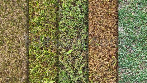 دانلود 10 تکسچر باکیفیت بافت انواع چمن Grass Textures