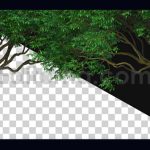 دانلود پکیج فوتیج آلفا بک گراند متحرک درخت Tree Motion Background Alpha