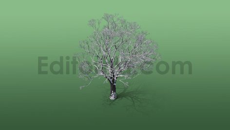 دانلود مدل آماده سه بعدی: درخت زمستانی