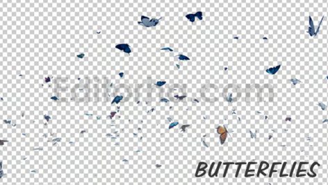 فوتیج موشن گرافیک آلفا پروانه