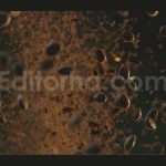 فوتیج دانه های قهوه