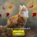 دانلود افکت عکس برگ های پاییزی Autumn Leaves Photo Overlays