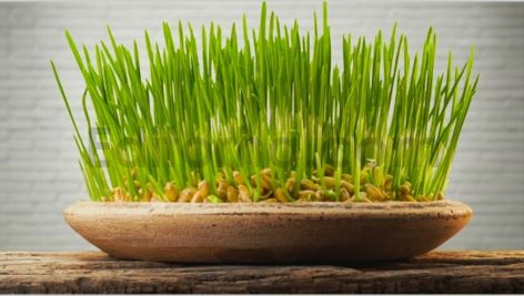 دانلود فوتیج تایم لپس رویش سبزه عید Growing plants. Sprouts Germination