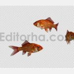 دانلود استوک فوتیج آلفای ماهی قرمز عید(3 تایی) Three Red Goldfishes