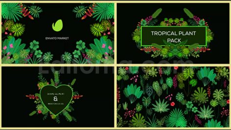 دانلود پروژه آماده افترافکت: پکیج رویش گل و گیاه Tropical Plant Pack