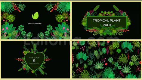 دانلود پروژه آماده افترافکت: پکیج رویش گل و گیاه Tropical Plant Pack