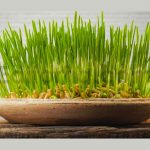 دانلود فوتیج تایم لپس رویش سبزه عید Growing plants. Sprouts Germination