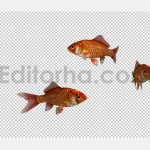 دانلود استوک فوتیج آلفای ماهی قرمز عید(3 تایی) Three Red Goldfishes