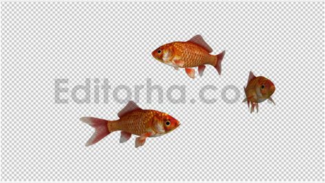 دانلود استوک فوتیج آلفای ماهی قرمز عید(3 تایی) Three Red Goldfishes