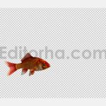 دانلود استوک فوتیج آلفای ماهی قرمز عید(تک ماهی) Red Goldfish