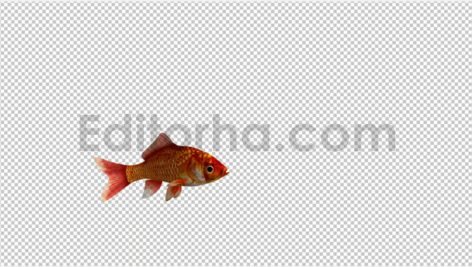 دانلود استوک فوتیج آلفای ماهی قرمز عید(تک ماهی) Red Goldfish
