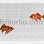 دانلود استوک فوتیج آلفای ماهی قرمز عید(2 تایی) Two Red Goldfishes