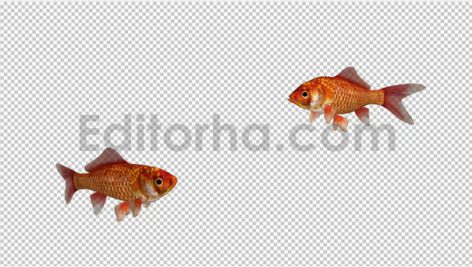 دانلود استوک فوتیج آلفای ماهی قرمز عید(2 تایی) Two Red Goldfishes
