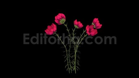 فوتیج شکوفایی گل سرخ