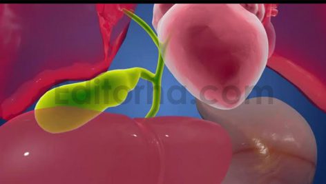 فوتیج انیمیشن پانکراس اندام های داخلی انسان، آناتومی کیسه صفرا