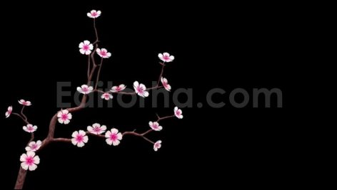 فوتیج آلفا شکوفه های درخت گیلاس