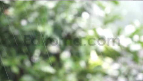 فوتیج نمایی نزدیک از باران بهاری و برگ های محو در بک گراند
