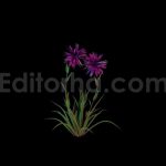 فوتیج آلفا رویش گل بنفش