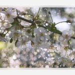 فوتیج شکوفه های گیلاس در باران