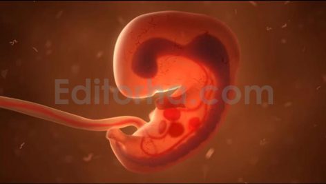 فوتیج چرخه رشد جنین