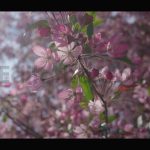 فوتیج شکوفه های گیلاس صورتی در نسیم